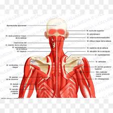 The lower/inferior head originates on the lateral surface of the lateral pterygoid plate and inserts onto the neck of condyloid process of the mandible; Head And Neck Anatomy Png Images Pngwing
