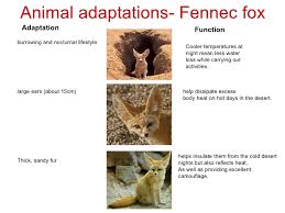 Desert Animals Adaptations