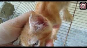 Удаление черной плесени на балконе: Guna Minyak Dan Kunyit Untuk Ubati Kuping Fungus Di Telinga Anak Kucing Ada Kesan Ke Jom Saksikan Youtube