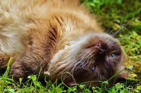 Please enable it to continue. 6 Cat Friendly Plants For Your Garden Katzenworld
