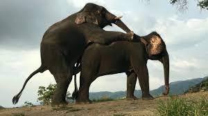 ELEPHANT MATING WITH FEMALE - Elephant Mate/ Breading Video - YouTube