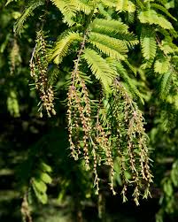 Image result for Metasequoia glyptostroboides