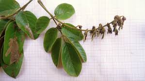 Image result for Lonchocarpus