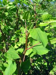 Image result for Fallopia