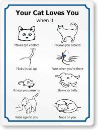 How to know if your cat is happy. 24 Long Hair Cat Breeds Ideas Cat Breeds Pretty Cats Beautiful Cats