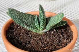 Planta pequeña con un atractivo color de hoja, que se adapta muy bien al cultivo en interior, es nativa de sudáfrica. Como Cultivar Gasteria Y Cuidados De La Suculenta Lengua De Buey
