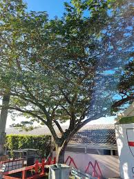 Image result for Albizia adianthifolia × gummifera