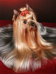 33 Dog Groomers That Took Things A Step Too Far Yorkie Terrier Yorkshire Terrier Dog Yorkie Haircuts