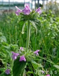 Image result for Clinopodium uhligii