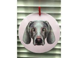 Image result for výmarský krátkosrstý ohař