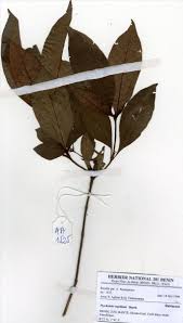 Image result for Psychotria vogeliana