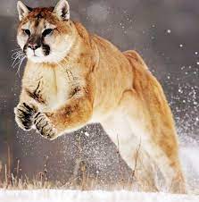 Leaping Mountain Lion Mountain Lion Wild Animal Wallpaper Wild Cats