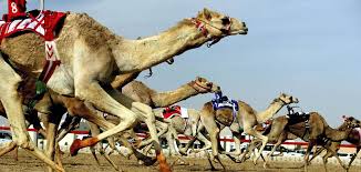 The locals of uae are so much into the sport that in camel racing. Camel Racing Dubai The Richest Traditional Sport In Dubai