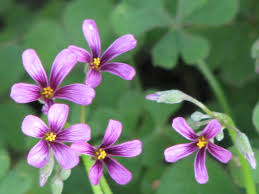 Image result for Tragia lasiophylla