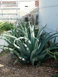 But your entire agave will die once it has finished flowering whether you cut off the stalk or. Gardening Agave Flower Stalks Stand Tall In The Plant Kingdom Daily News