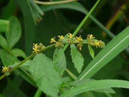 Image result for Triumfetta pentandra