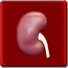 Image result for Transtubular Potassium Gradient