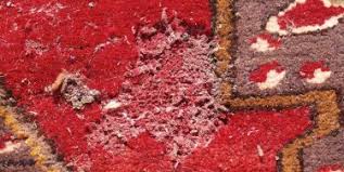 Once you identify the affected area, immediately pour cold water on the injury to avoid the burning sensation. How To Treat Carpet Burns Smart Choice Carpet