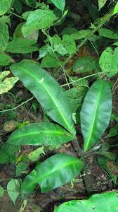 Image result for Loxogramme latifolia