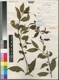 Image result for Rytigynia lewisii