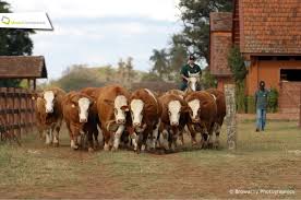 Agrozurita Cattle Drive In Brazil Showchamps Onfarm Cattle Drive Farm Photography Brazil