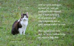 Maybe you would like to learn more about one of these? Sandy Sandy Art Princess Crosses The Rainbow Bridge Rainbow Bridge Cat Poems Pet Grief