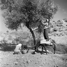 ΠΟΛΥΔΩΡΟΣ (ΠΟΛΗΣ) ΚΩΝΣΤΑΝΤΙΝΙΔΗΣ