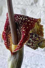 Image result for Sauromatum venosum