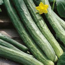 Image result for Cucumis cinereus