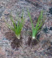 Image result for Isoetes