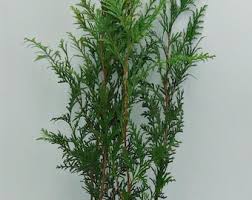 Image result for cuttings thujas