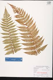 Image result for Ctenitis cirrhosa