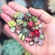 World's largest online succulent shop. How To Take Care Of Succulents In The Winter Succulent City