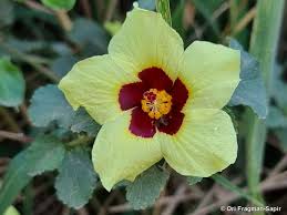 Image result for Hibiscus calyphyllus