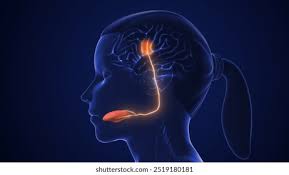 Image result for Taste Sensation