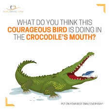 Bird Cleaning Crocodile Teeth The Egyptian Plover Aka Crocodile Bird Flies Into The Open Mouth Of A Crocodile To Eat Food Stuck Betwee Dental Emergency Pediatric Dentistry Dental Sealants