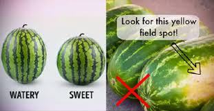 Watermelon farming watermelon day farm unit teachers toolbox word work second grade. 8 Amazing Health Benefits Of Watermelon For Kids