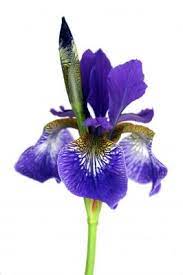 Birth Flowers By Month Birth Month Flowers Birth Flowers February Birth Flowers