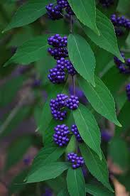Homebasar Net Beauty Bush Rose Bushes For Sale Flower Pictures