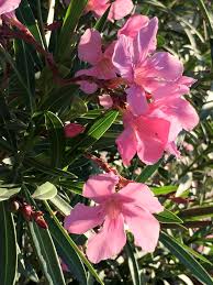 Maybe you would like to learn more about one of these? Las Vegas Deborah S Deliberations