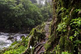 Image result for Cherrapunji root bridge