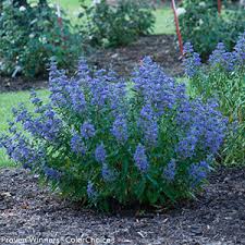 Spring bloomers, like the compact garland spirea, have arching branches covered with white flowers in spring. Top 10 Blue Shrubs Proven Winners