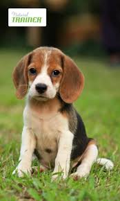 Il suo particolare talento nel … Natural Trainer Puppy Ingredienti Naturali Per I Cani Di Piccola Taglia Bionotizie