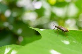 Shield bugs themselves are not harmful to humans, but those that eat and damage. Are Stink Bugs Poisonous To Cats