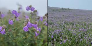 Check spelling or type a new query. Hillocks In Kodagu Bleed Purple As Rare Kurinji Flower Blossoms After 12 Years The New Indian Express