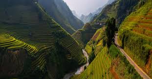 We rode through a maze of rice paddies, stopping to help do some farming and. Rice Paddies Vietnam Imgur
