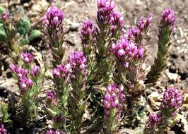 Image result for Ottelia exserta