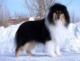 kolli istoriya harakter zdorove i harakter porody foto i video kolli shelti shenki