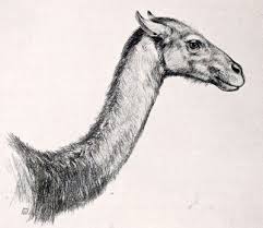 How do camels adapt to their environment? Synapsida Miocene Pt 16 Giant Camels And High Llamas