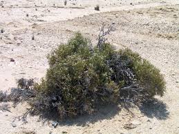 Image result for Arthraerua leubnitziae